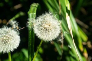 Dandelion Herb