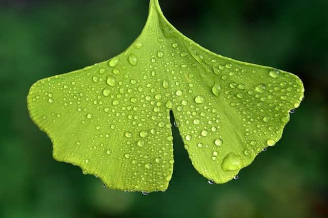 Ginkgo Biloba herbs for energy