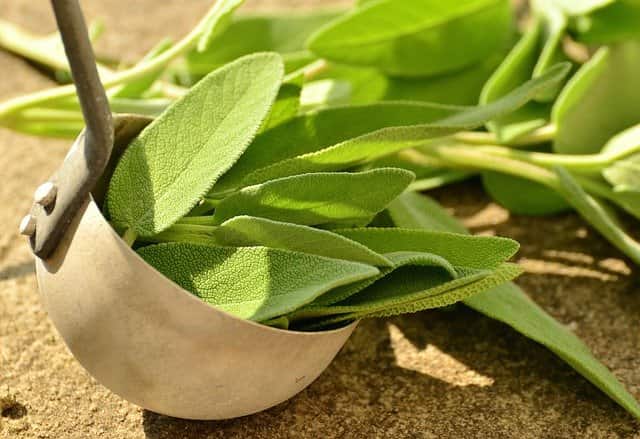 Sage Herb (La Salvia) for energy