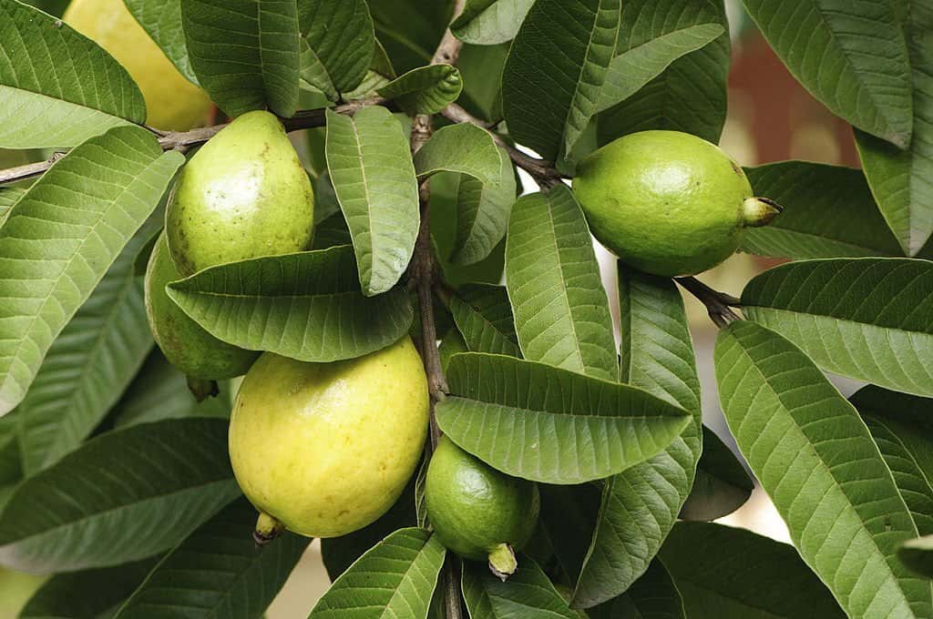 Guava Leaves to treat tooth abscesses