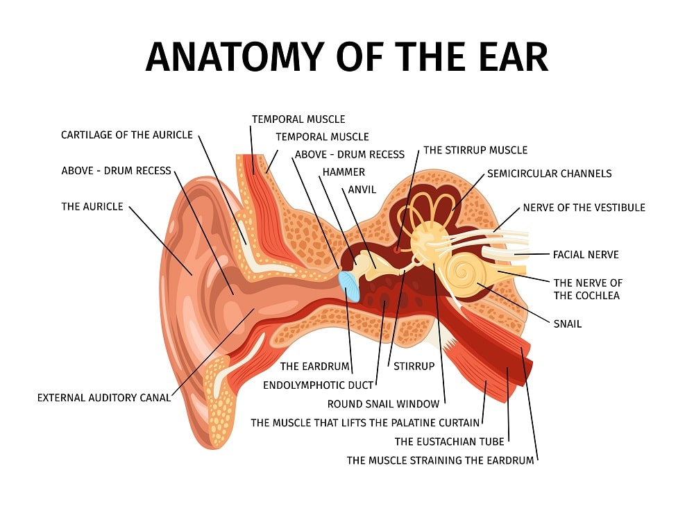 ear cartilage pain